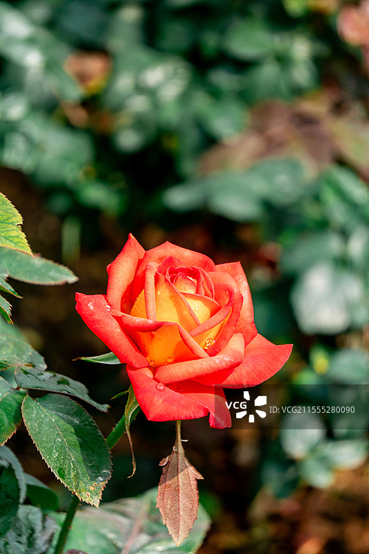 玫瑰花图片素材