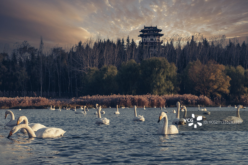 河南三门峡天鹅图片素材