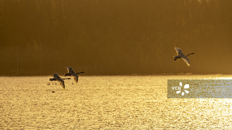 河南三门峡天鹅图片素材
