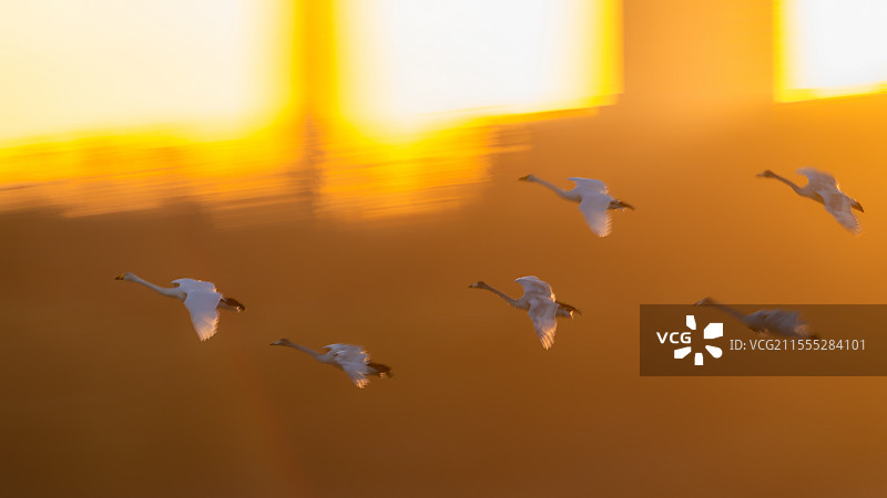 河南三门峡天鹅图片素材