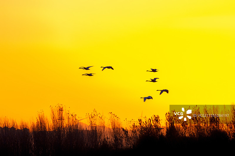 河南三门峡天鹅图片素材