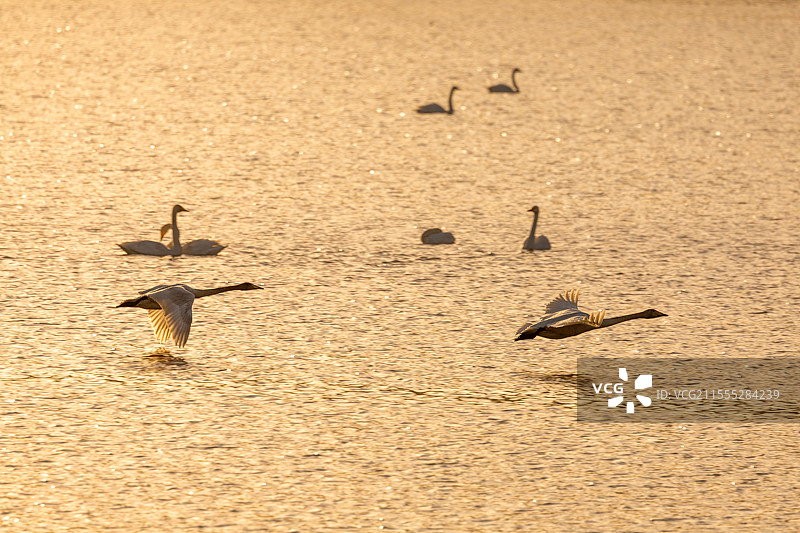 河南三门峡天鹅图片素材