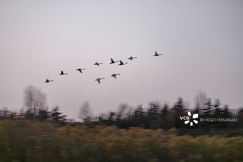 河南三门峡天鹅图片素材
