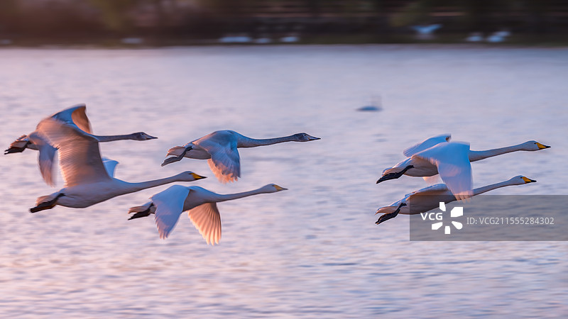 河南三门峡天鹅图片素材
