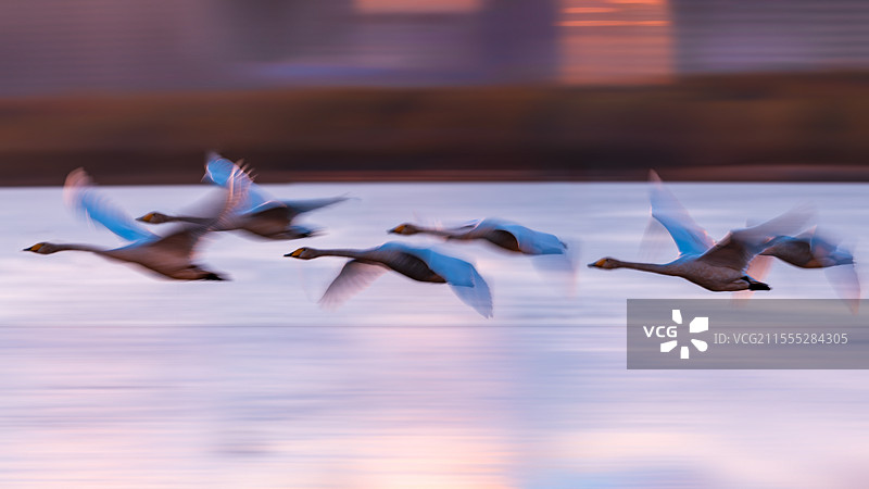 河南三门峡天鹅图片素材