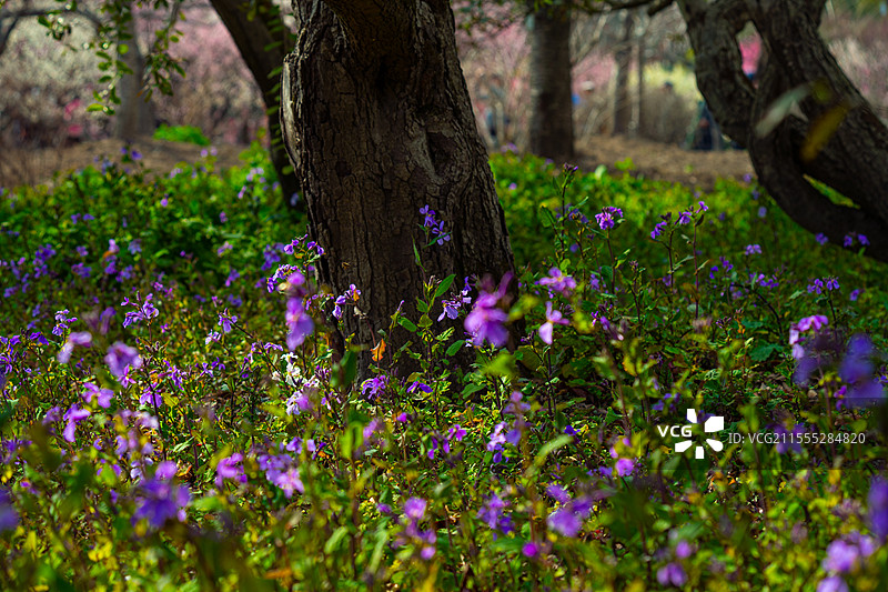 春天树林下盛开的二月兰图片素材