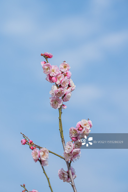 春天蓝天下盛开的粉色梅花图片素材