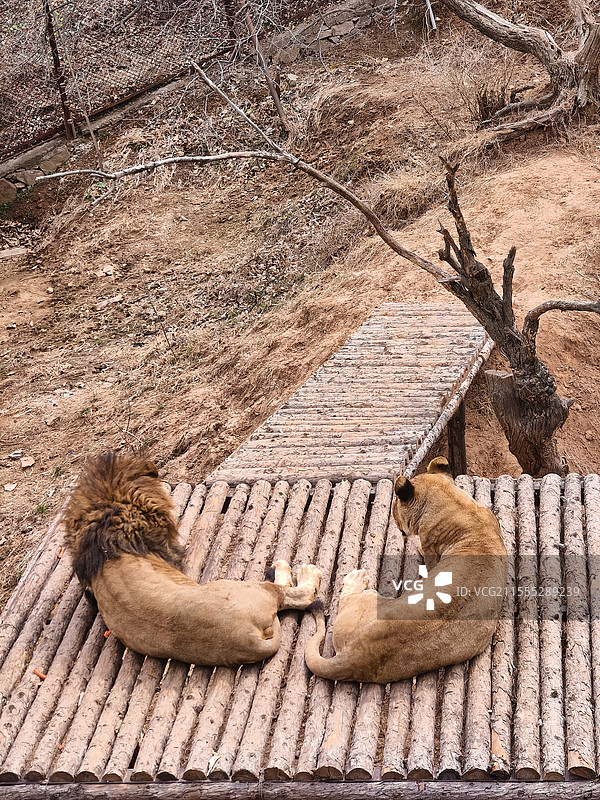 虎狮豹图片素材
