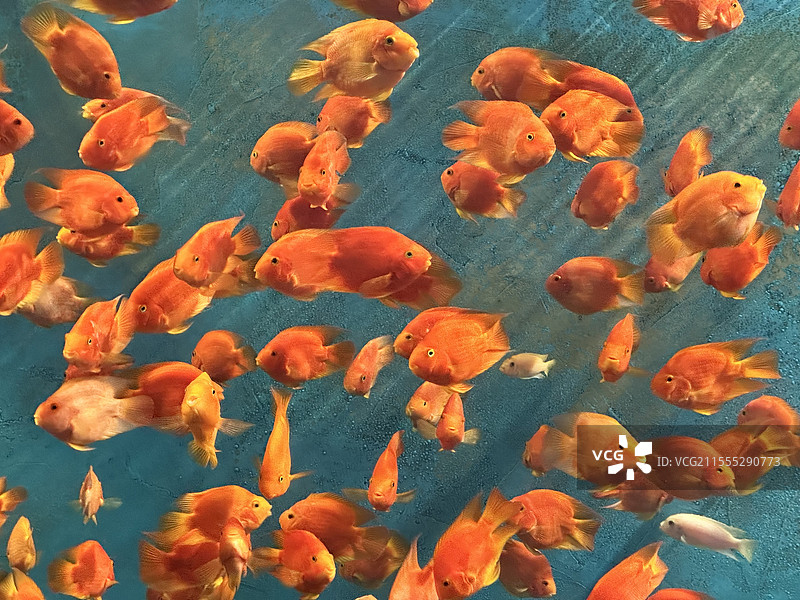 自然博物馆的鱼图片素材