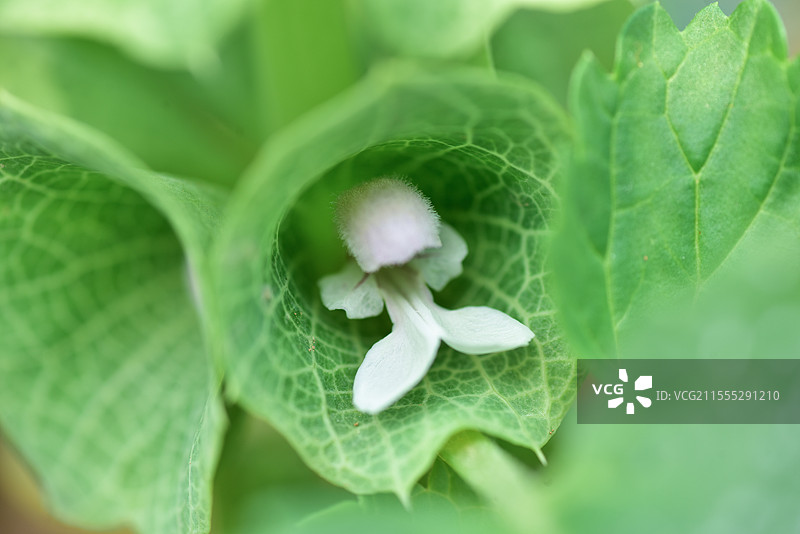 奇异花卉-贝壳花图片素材