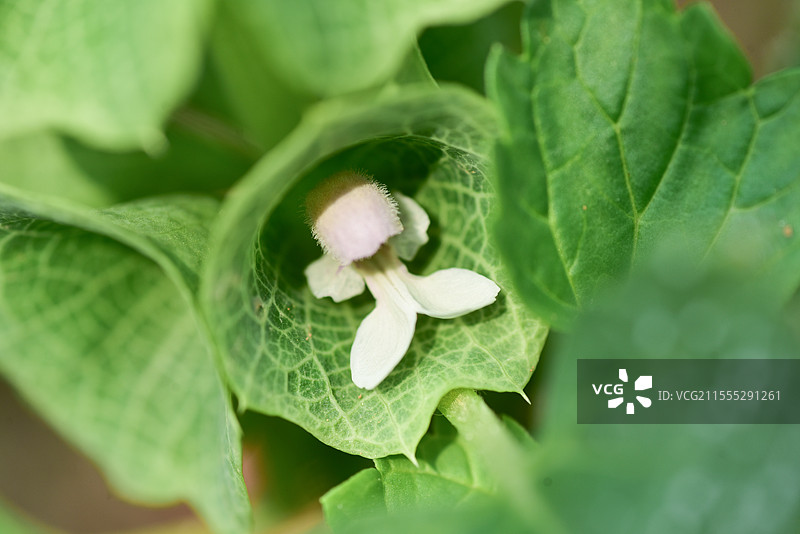 奇异花卉-贝壳花图片素材