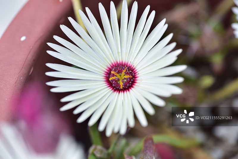 番杏科彩虹花图片素材