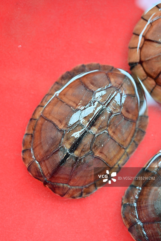 中华草龟-乌龟图片素材