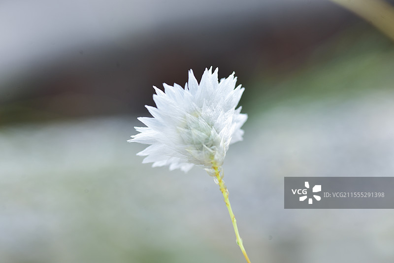 苞片像纸一样的花笺菊图片素材