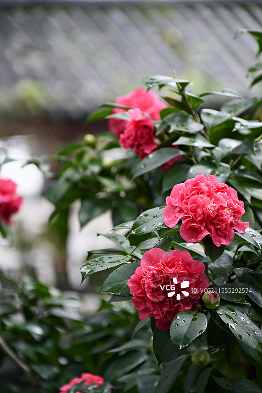 重庆中华美德公园里面的山茶花图片素材
