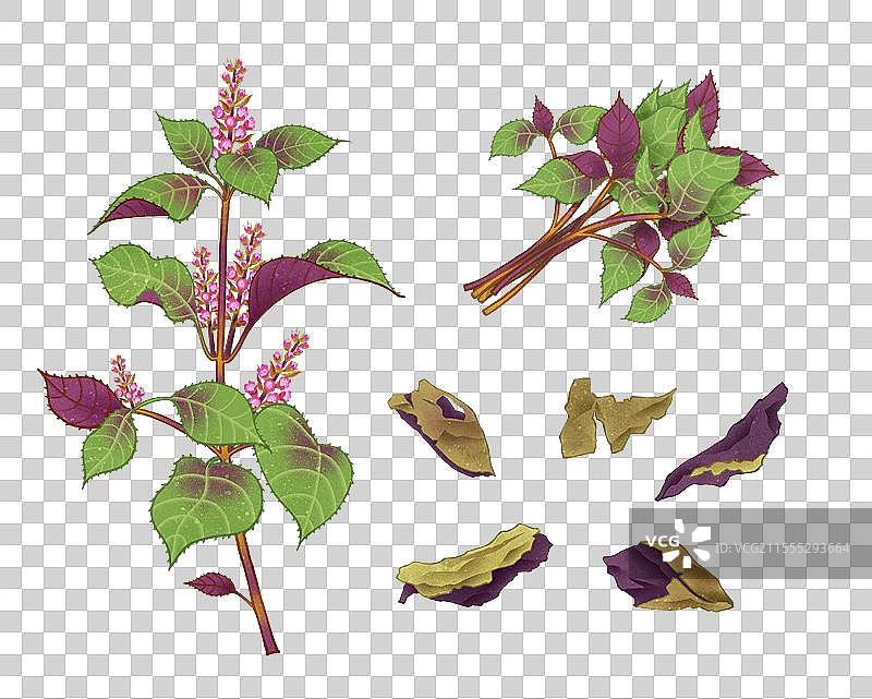 中国传统文化中医养生中草药药材医疗用品之紫苏图片素材