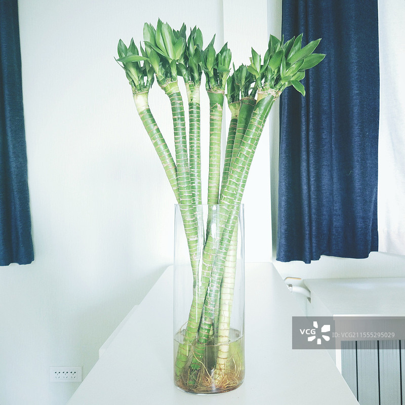 透明花瓶中插养的富贵竹图片素材