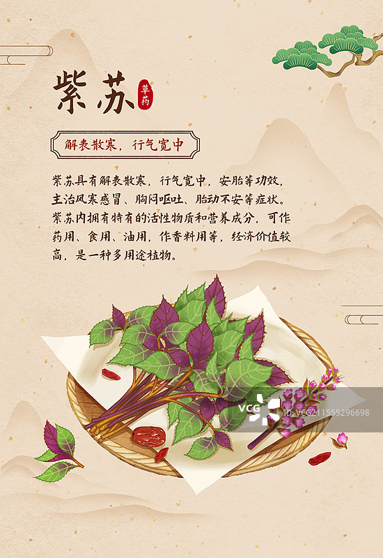 中国传统文化中医养生中草药药材医疗用品之紫苏图片素材
