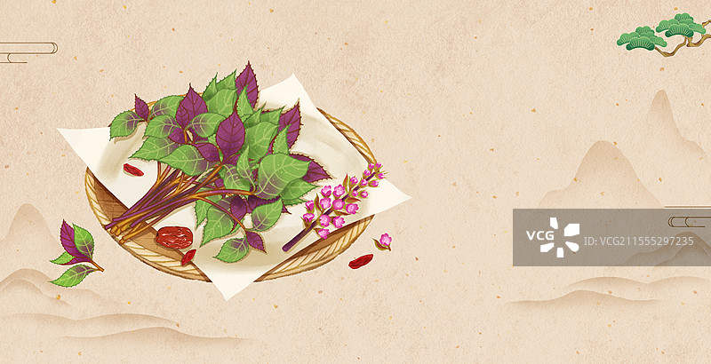 中国传统文化中医养生中草药药材医疗用品之紫苏图片素材