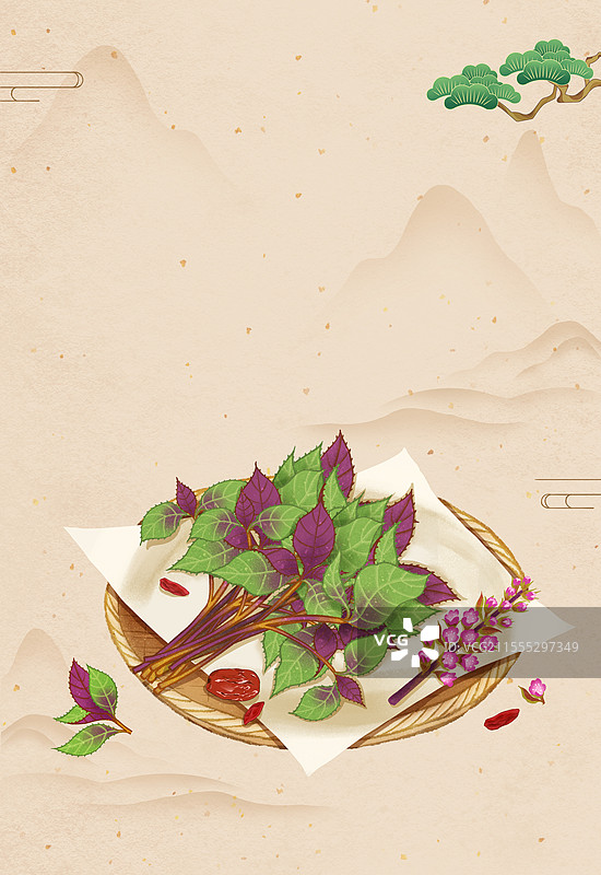 中国传统文化中医养生中草药药材医疗用品之紫苏图片素材