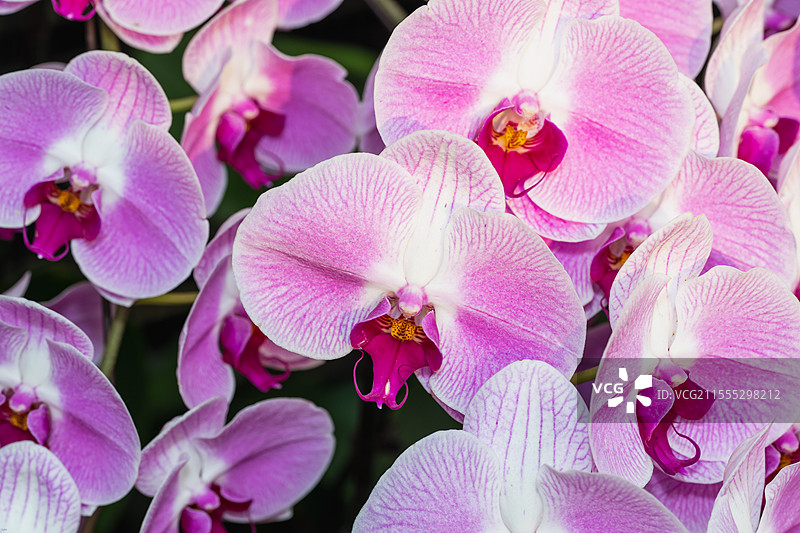 银叶菊图片素材