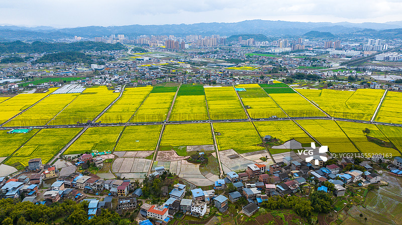 达州市开江县黄金花海油菜花田图片素材