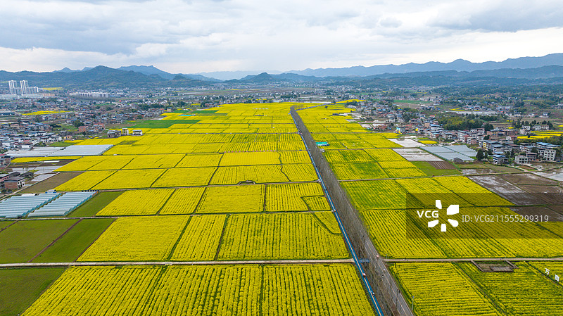 达州市开江县黄金花海油菜花田图片素材