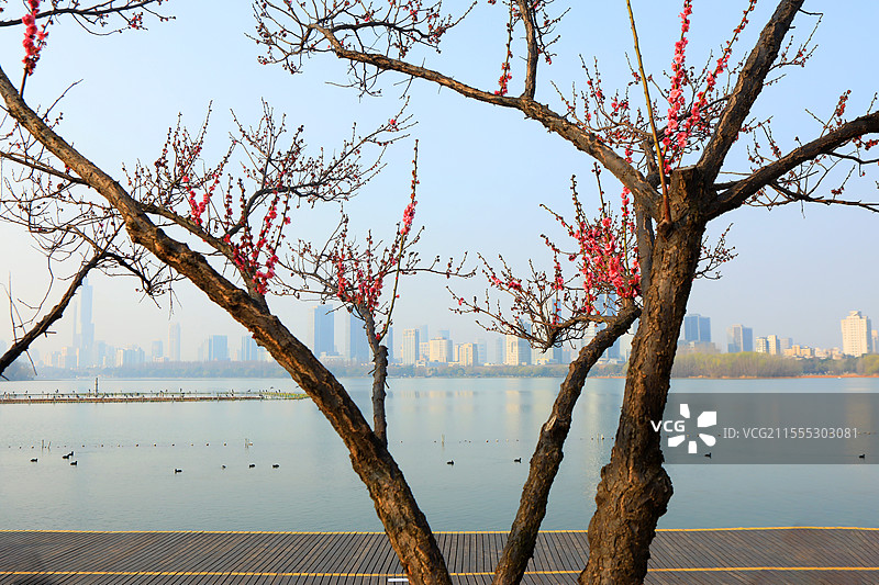 南京玄武湖畔的梅花和城市图片素材