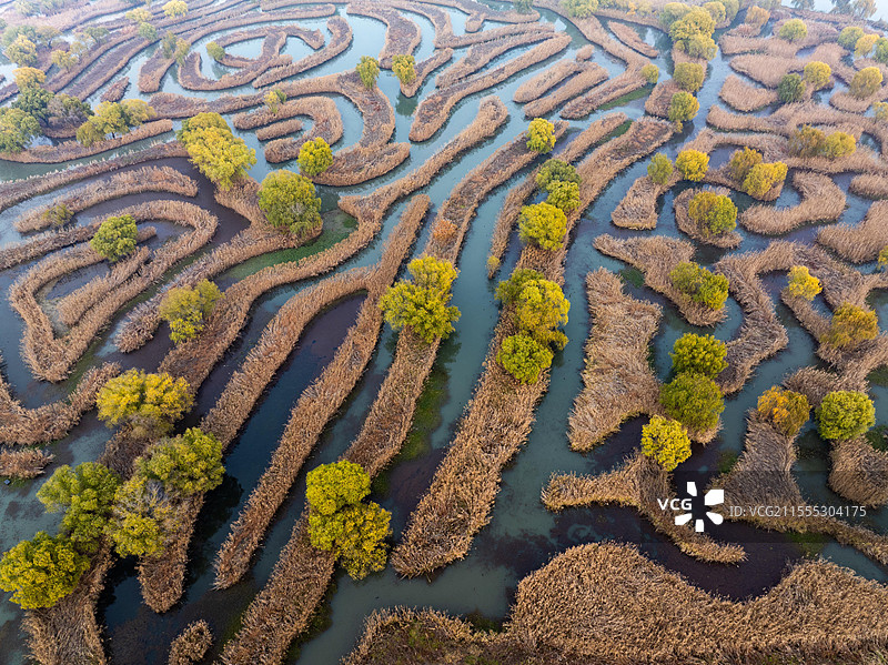 江苏盐城仲冬时节芦苇迷宫画中游图片素材