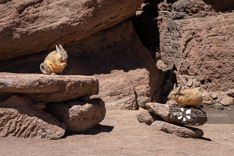 荒野中的高原兔图片素材