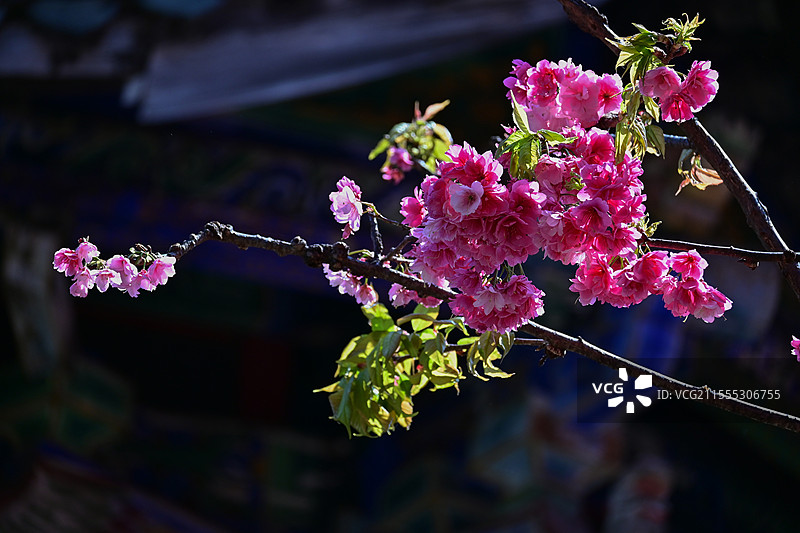 西昌邛海光福寺盛开的樱花图片素材