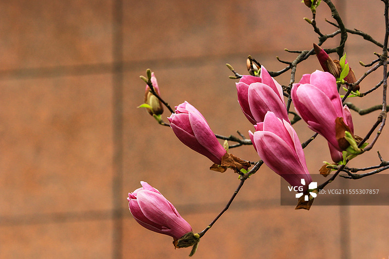 盛开的粉红色玉兰花图片素材