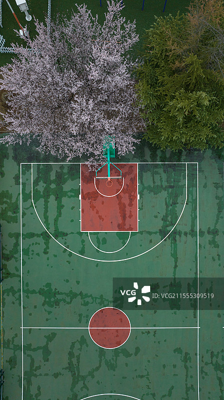 校园的春天图片素材