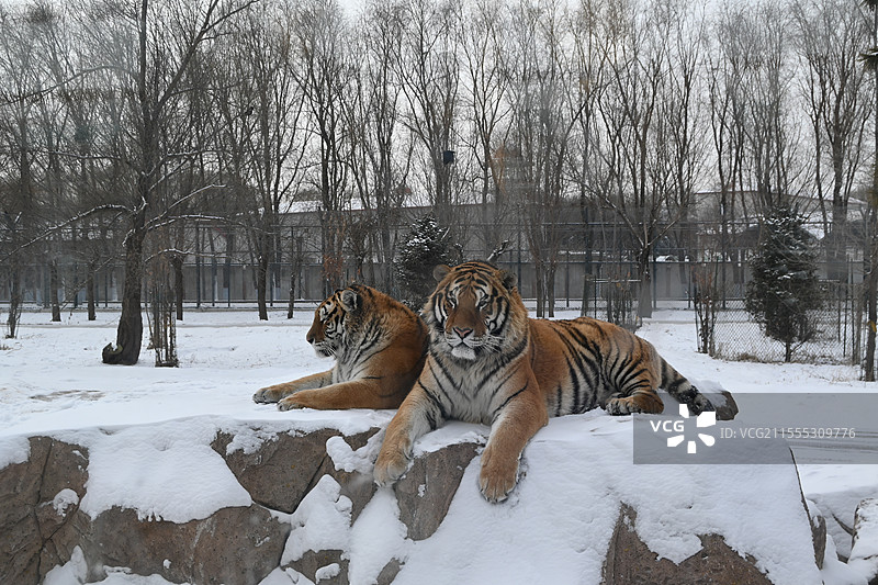 从观光车上看哈尔滨东北虎林园的老虎图片素材