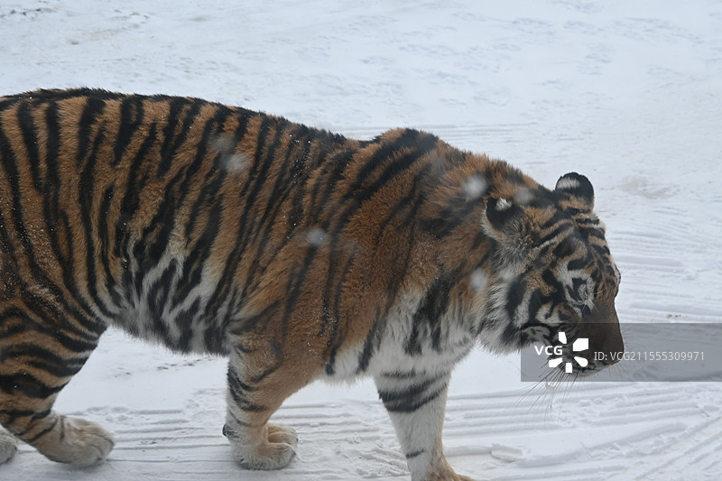 从观光车上看哈尔滨东北虎林园的老虎图片素材