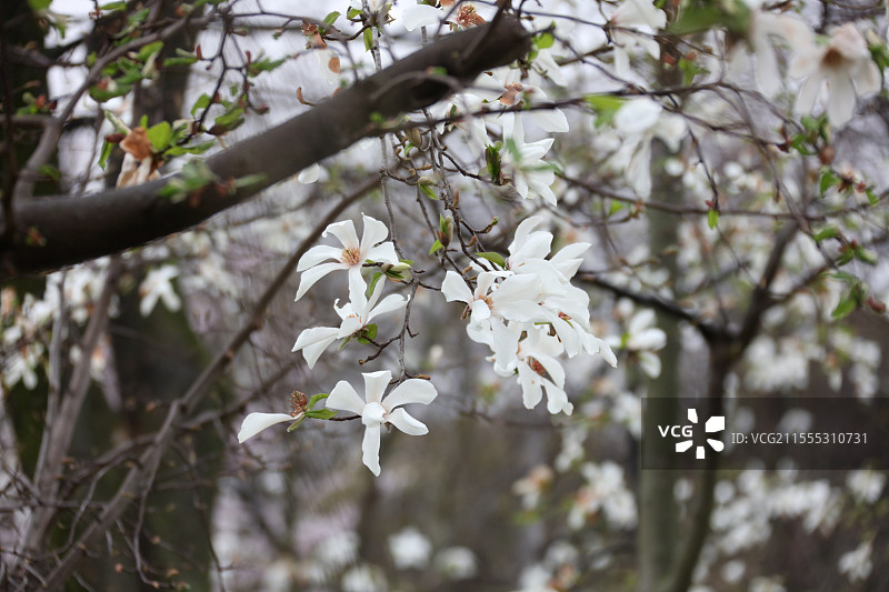 雨天的樱花 京都图片素材
