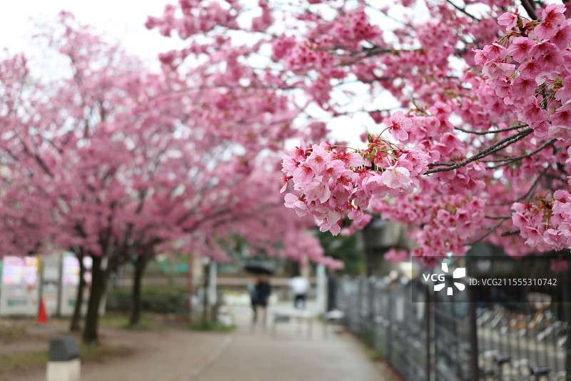 雨天的樱花 京都图片素材