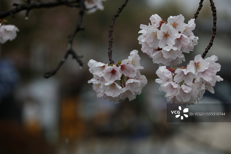 雨天的樱花 京都图片素材