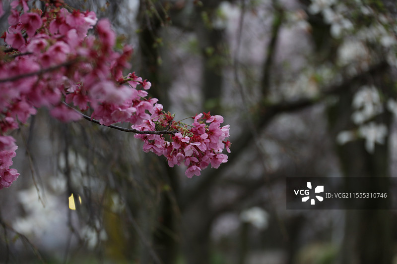 雨天的樱花 京都图片素材
