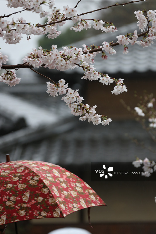 雨天的樱花 京都图片素材