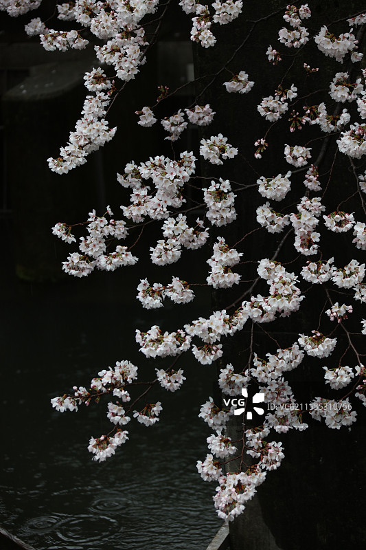雨天的樱花 京都图片素材