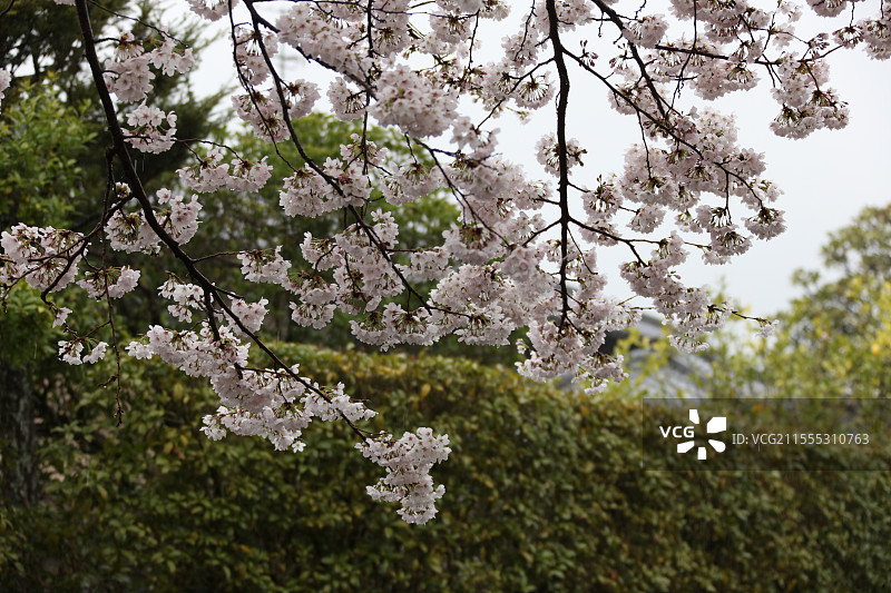 雨天的樱花 京都图片素材