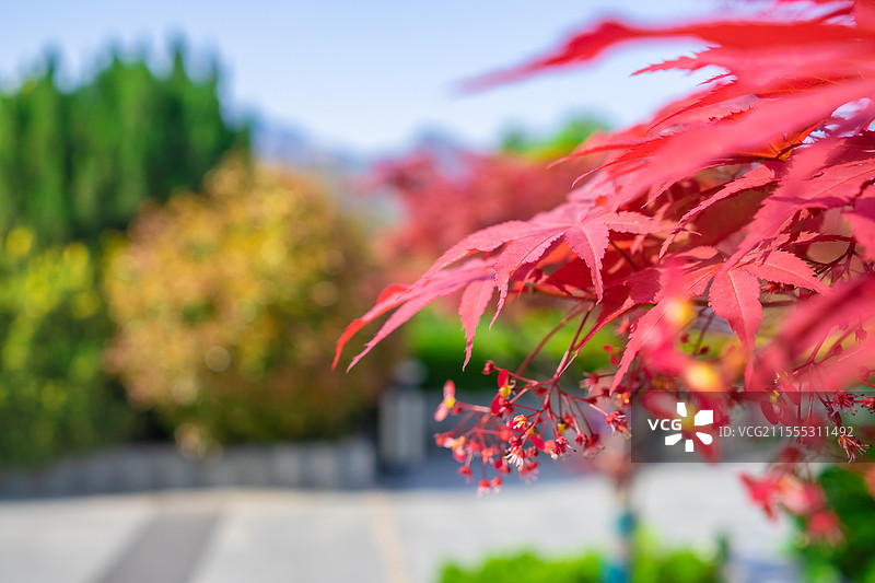 中国野生植物拍摄主题，红色的枫叶前景聚焦选择对焦特写镜头，户外白昼无人图像摄影图片素材