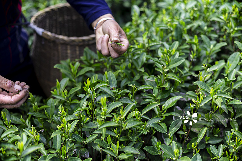 清明节 杭州 西湖龙井产区 采茶女 正在采摘 茶树最尖上的嫩芽图片素材