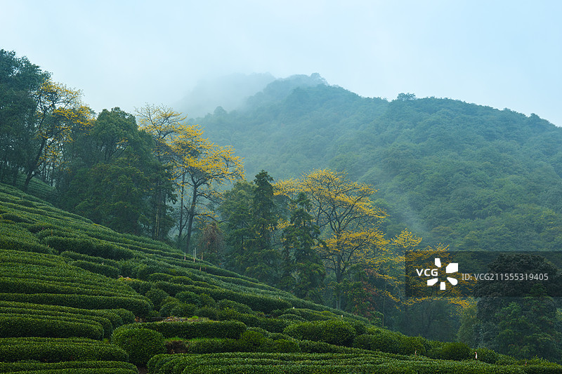 雨雾山中的檫树花图片素材