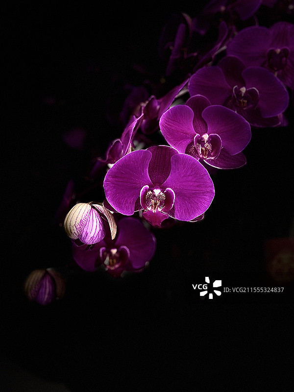 蝴蝶兰图片素材