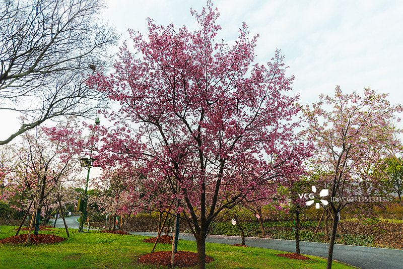 上海顾村公园樱花图片素材