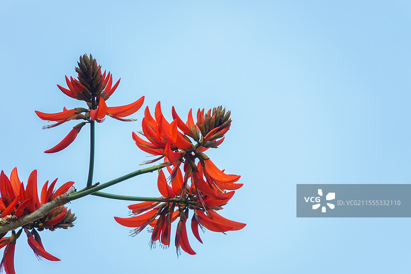 蓝天下盛开的刺桐花（刺桐树）：泉州市市花，别名海桐、山芙蓉、空桐树、木本象牙红图片素材