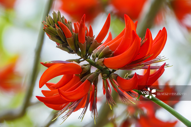 春天盛开的刺桐花（刺桐树）：泉州市市花，别名海桐、山芙蓉、空桐树、木本象牙红图片素材