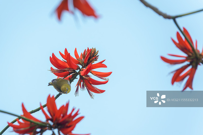 蓝天下盛开的刺桐花（刺桐树）和绣眼鸟：泉州市市花，别名海桐、山芙蓉、空桐树、木本象牙红图片素材